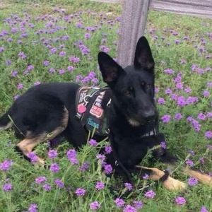 Meet your Posher, The